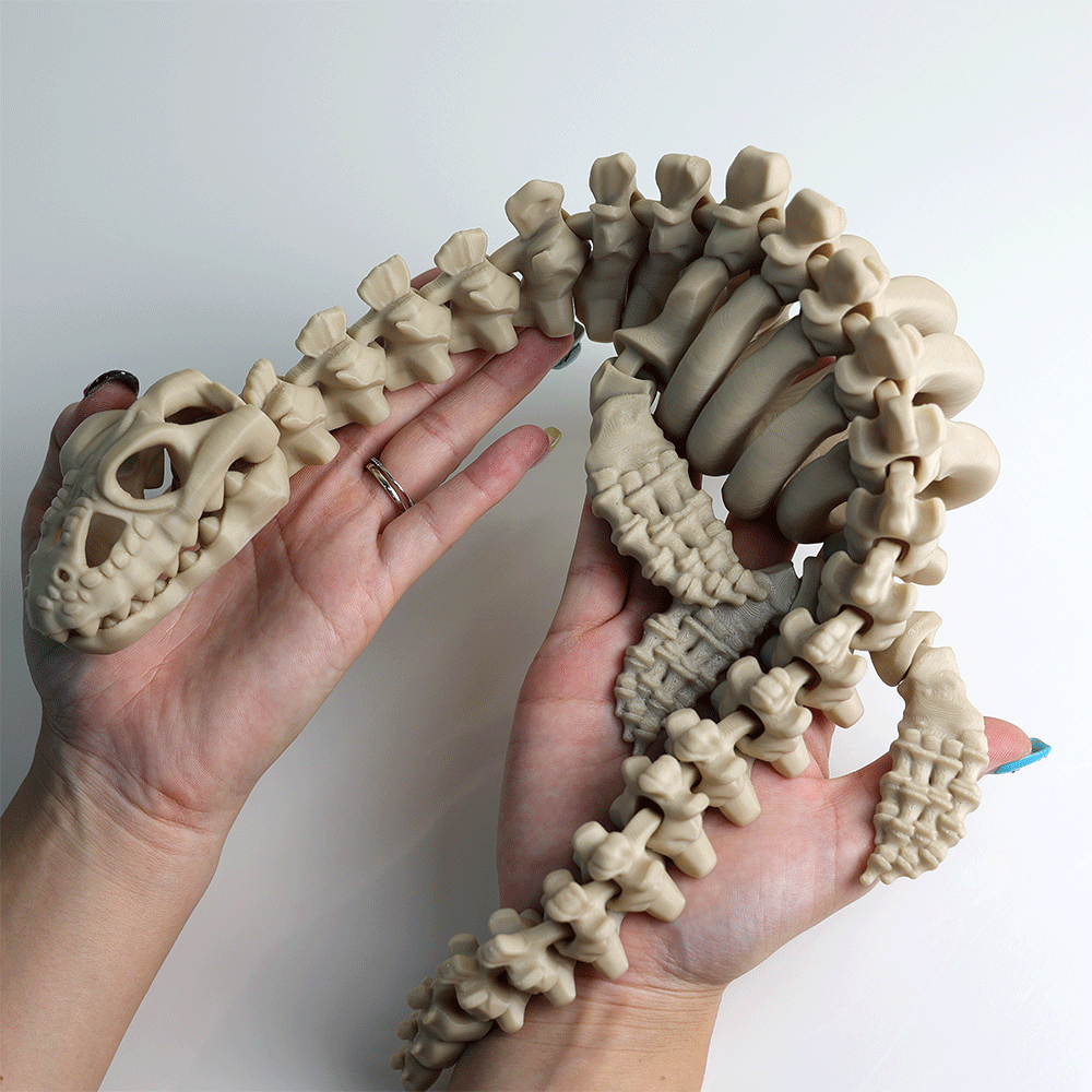 Articulated Plesiosaurus Skeleton