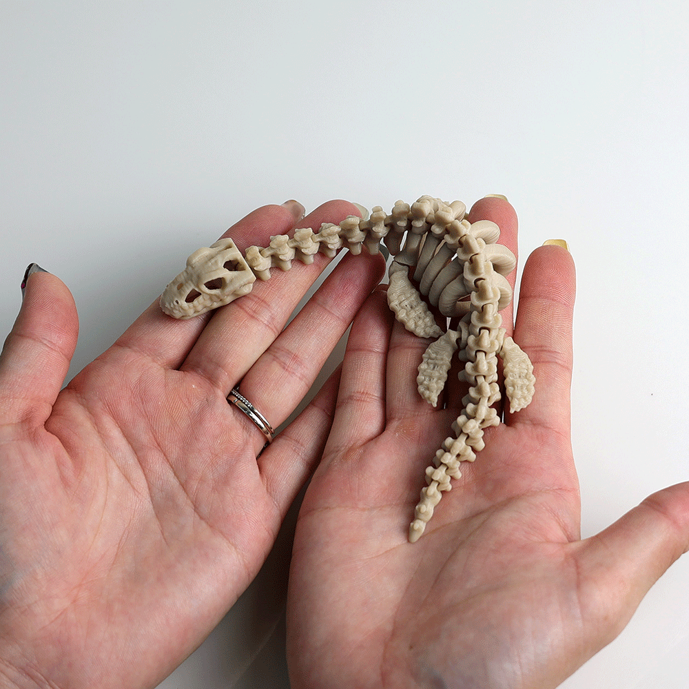 Articulated Plesiosaurus Skeleton