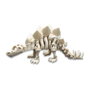 Skeleton Stegosaurus - Barikiyo