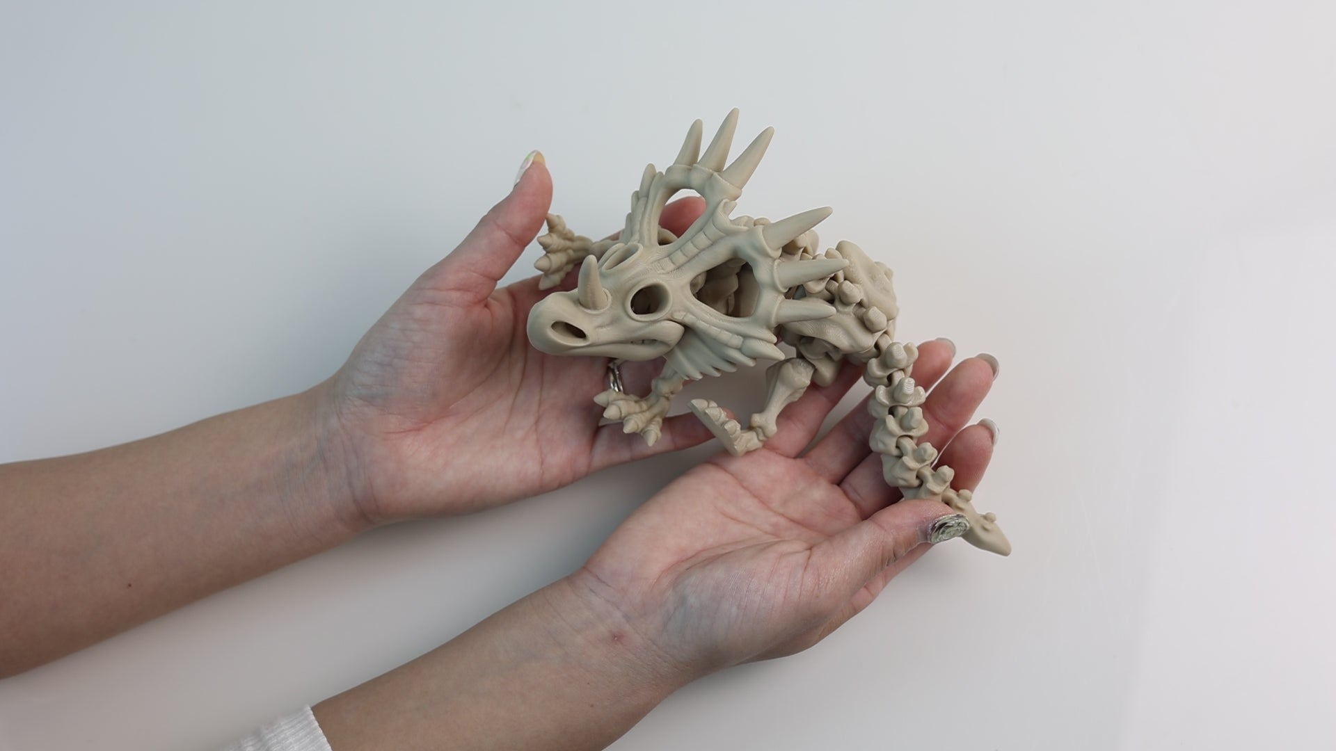 Load video: Articulated Skeleton Styracosaurus Figure