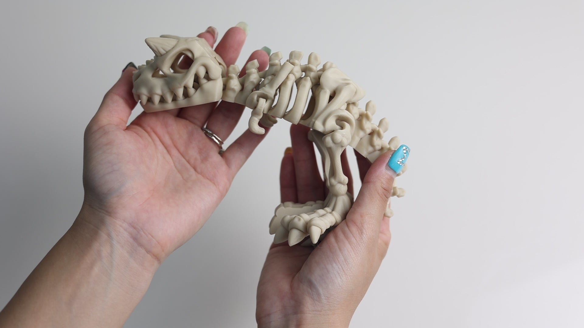 Load video: Articulated Skeleton Carnotaurus
