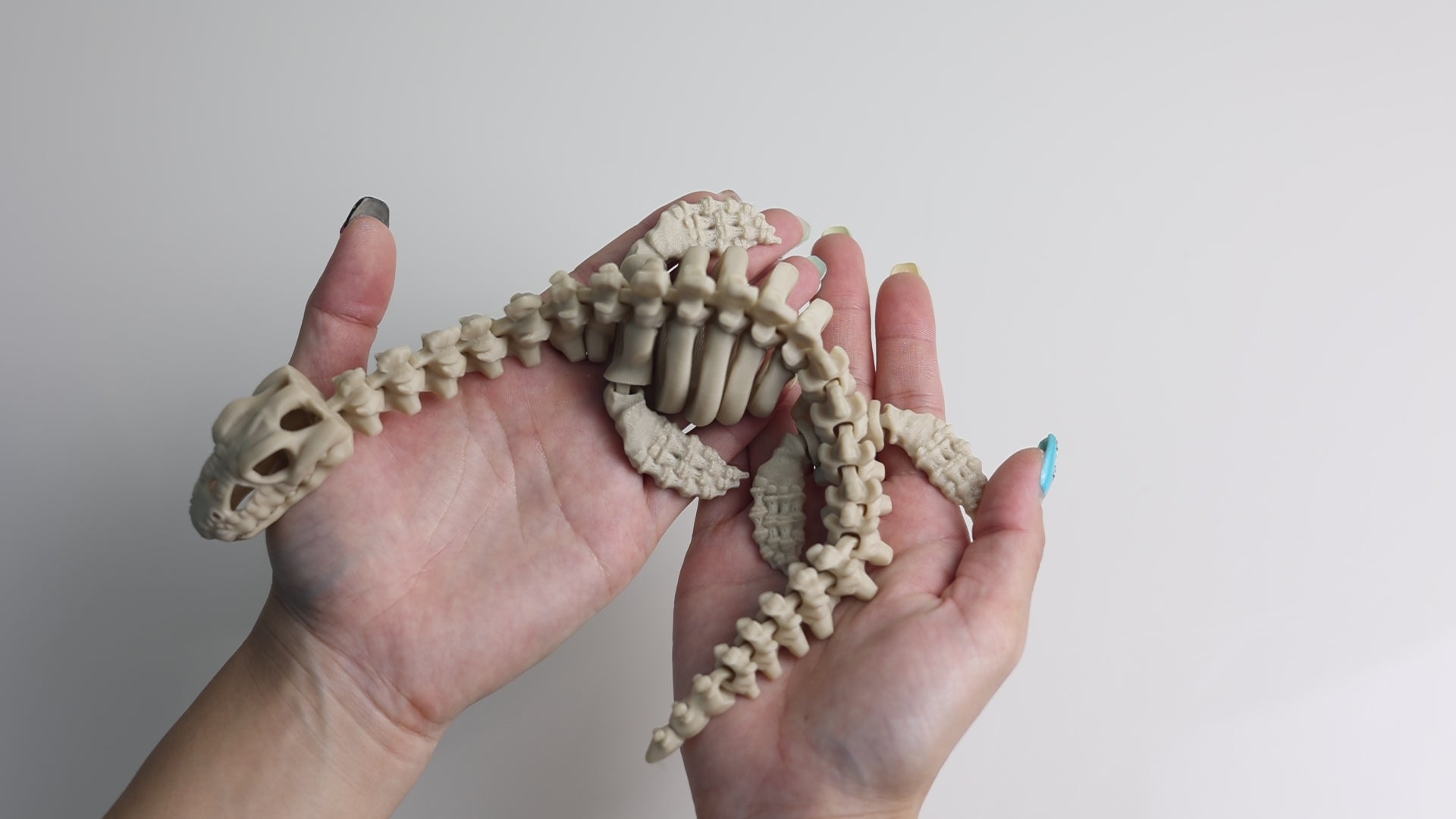 Load video: Articulated Plesiosaurus Skeleton